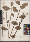 Foto von Salix caprea L.